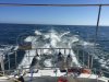 Catamaran d'occasion HIGHLAND 35 PILOT
